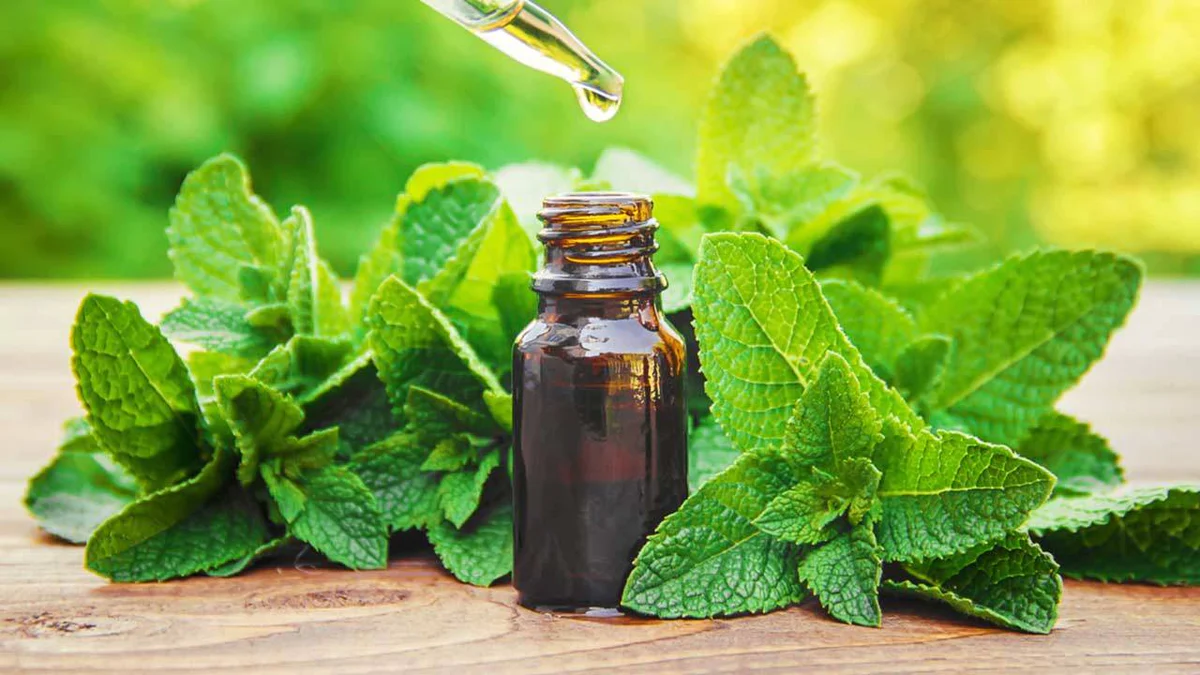 10 Uses for Peppermint Oil