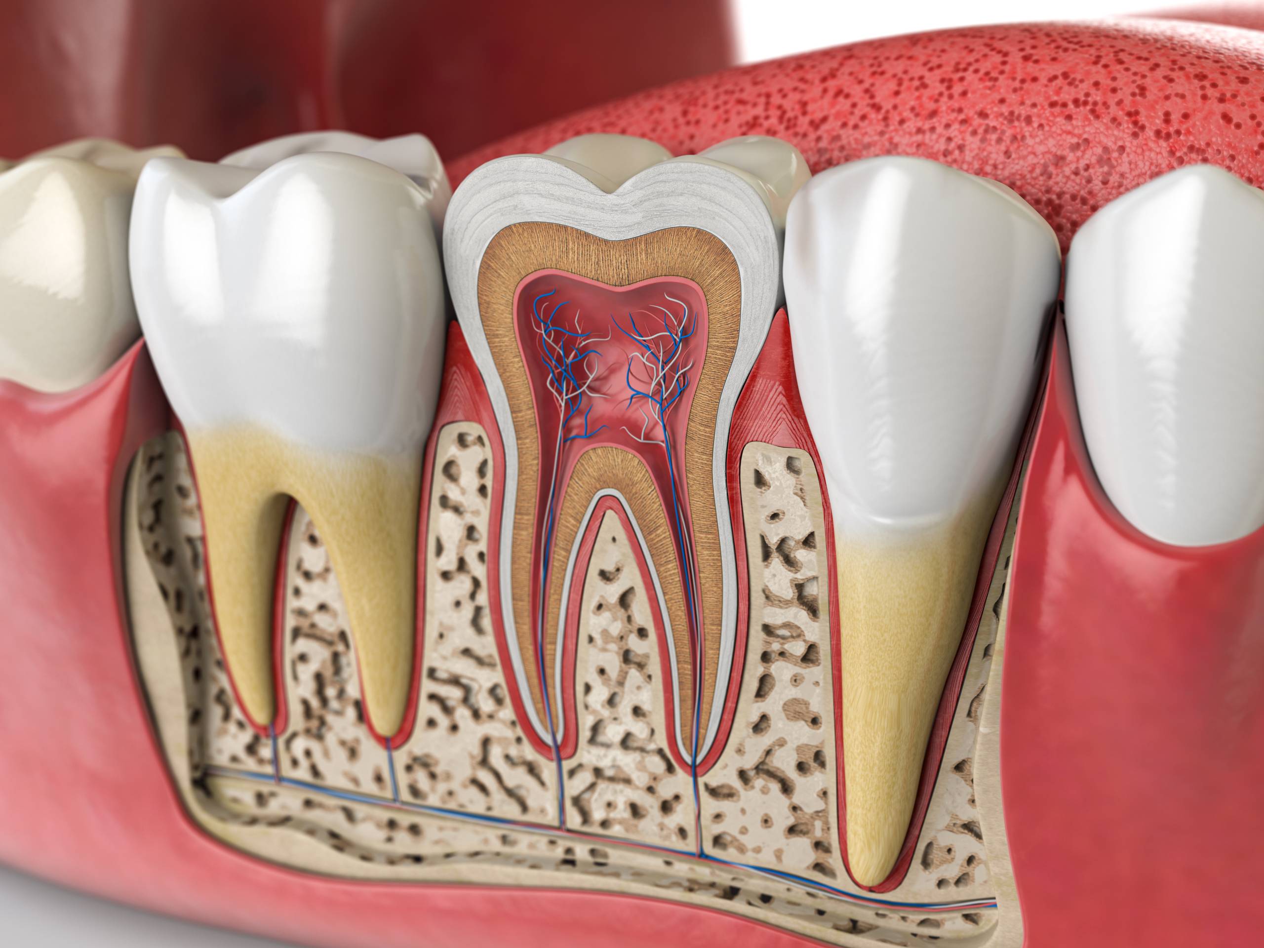 A Diagram of a Tooth