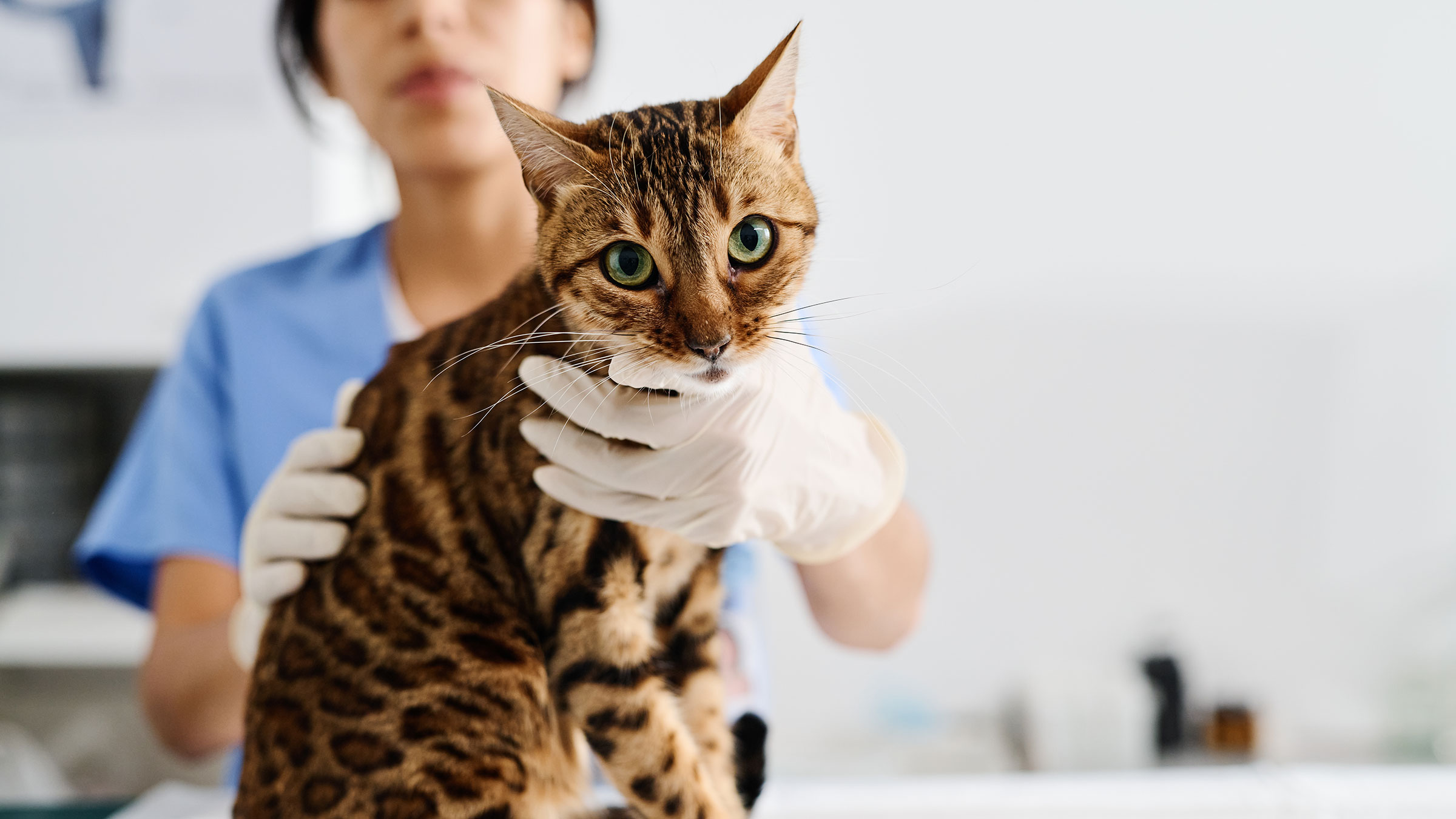 Amoxicillin for Cats Without Vet Prescription