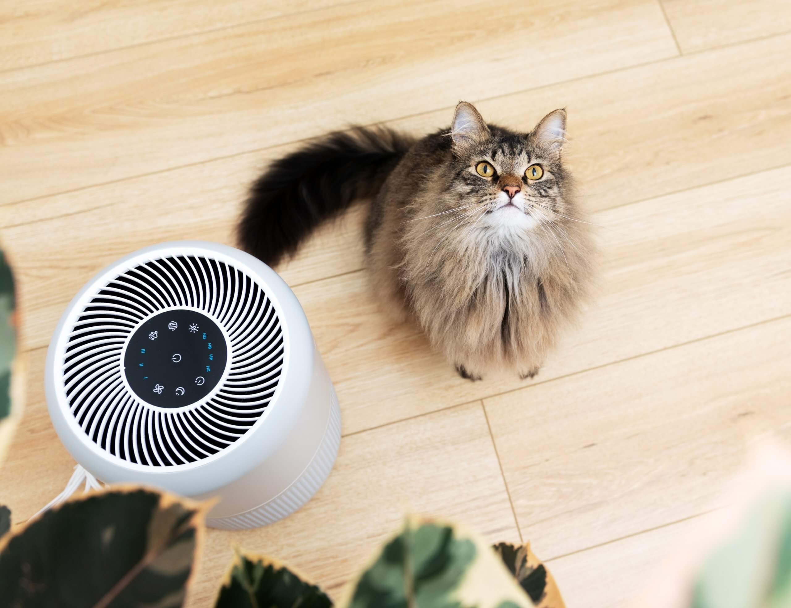 Are Air Purifiers a Waste of Money?